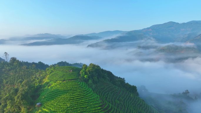 航拍普洱茶山