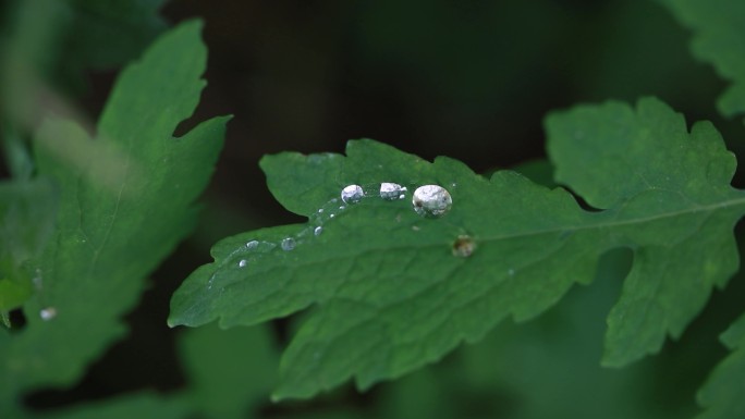 小雨过后叶子上存留的雨珠