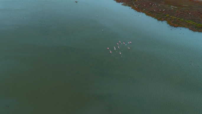 火烈鸟在浅水草原泻湖上以慢动作飞行。粉红鸟自然纪录片。火烈鸟群无人机。