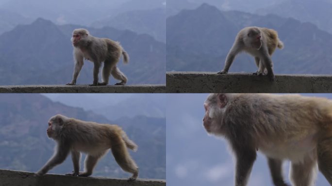4K_升格山间猴子猕猴走动