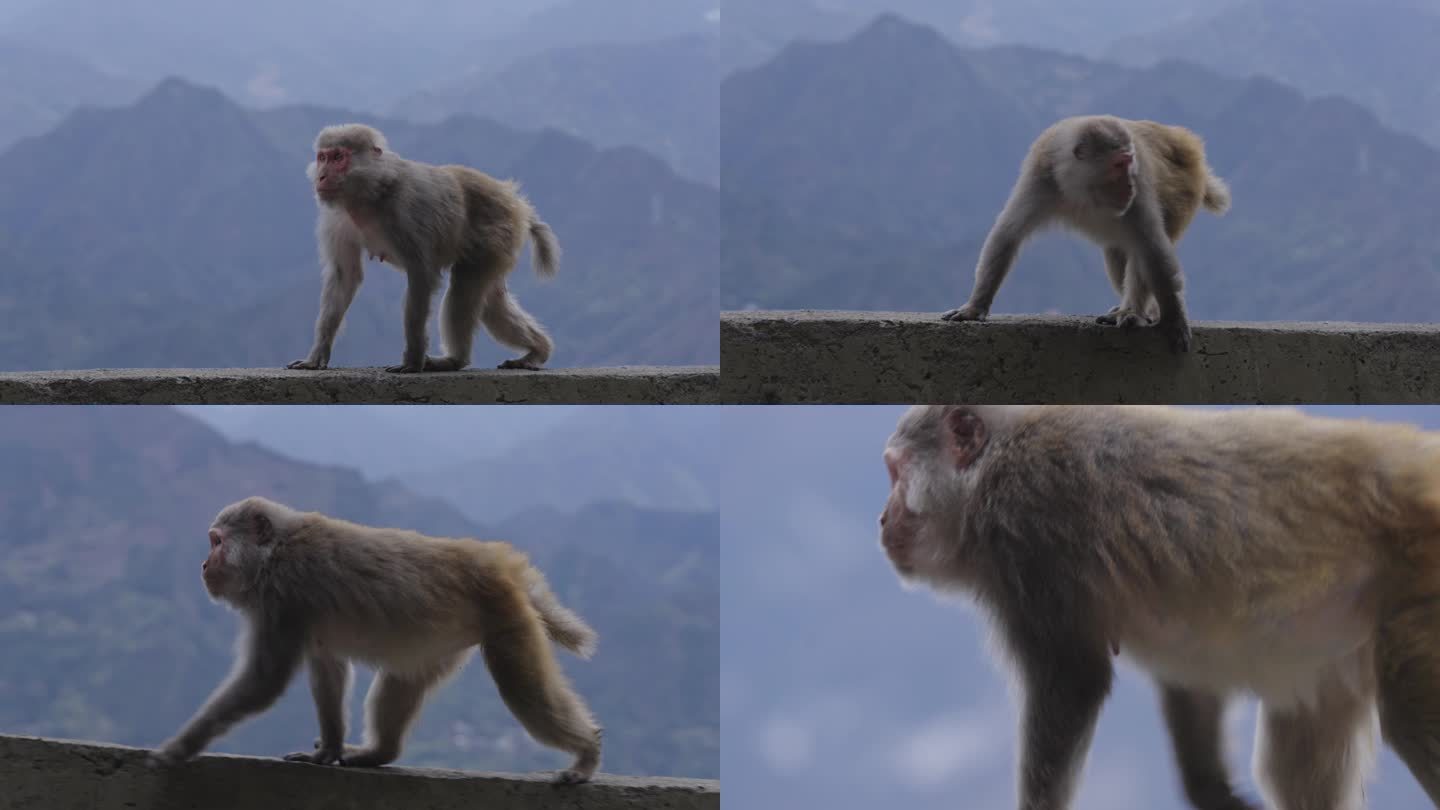 4K_升格山间猴子猕猴走动