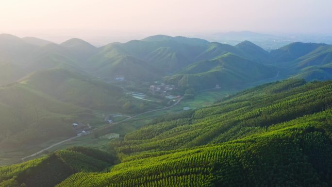 桉树林 深山农村