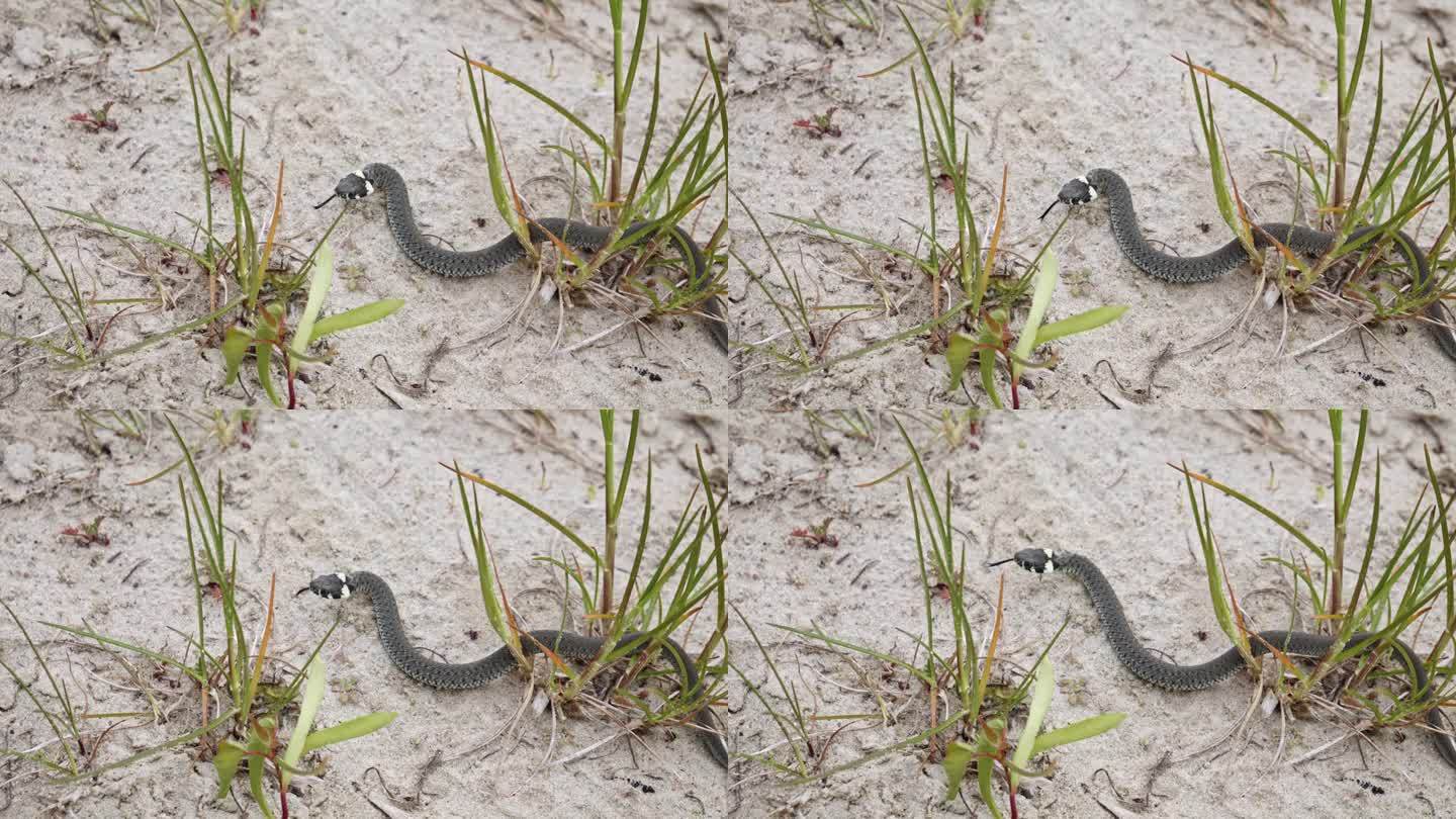 一条草蛇在沙质环境中滑行——特写