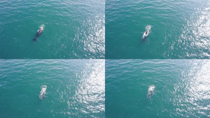 一只南露脊鲸在浩瀚的海洋中喷水的圆形镜头，阳光闪烁