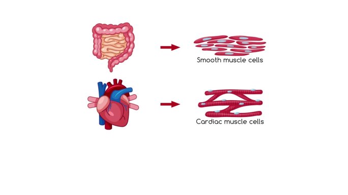 肌肉组织图的类型