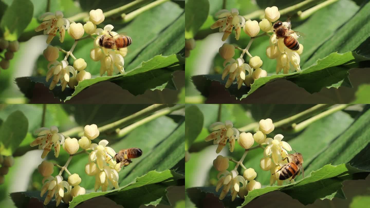 一只蜜蜂飞过菩提树的白花，收集花蜜和花粉来酿蜜