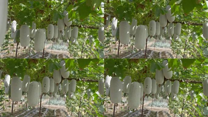 4K实拍广州阳光下瓜棚里挂满了白色大冬瓜