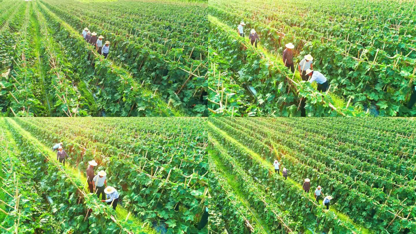 4K农业蔬菜基地专家研究种植技术 冬瓜地