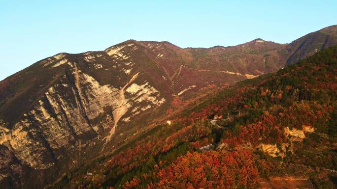 三峡红叶