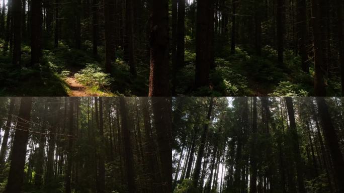 神奇的雾蒙蒙的森林在初夏雾蒙蒙的早晨，在日出多利拍摄