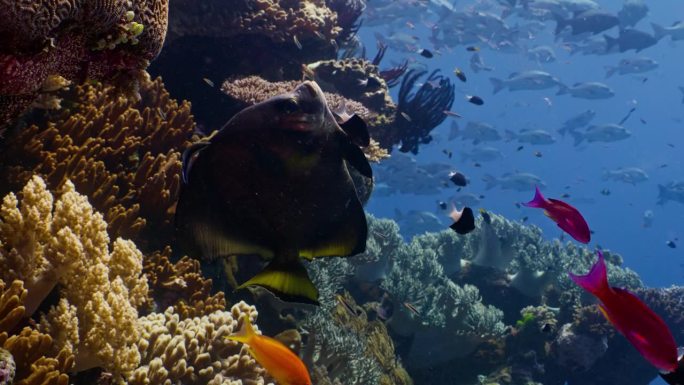 大堡礁，一条长鳍蝙蝠鱼正在接受一条蓝鳍清洁濑鱼的梳理