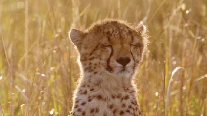 非洲野生动物的慢动作，年轻的猎豹幼崽近距离面部肖像，在美丽的金橙色夕阳下的非洲可爱的小动物在长草马赛