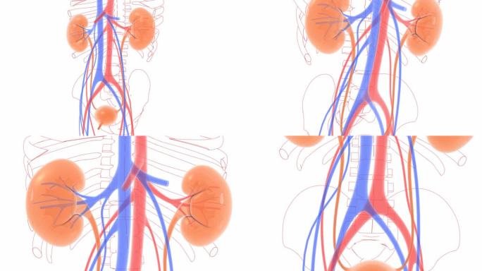 泌尿系统的三维解剖和线条动画。