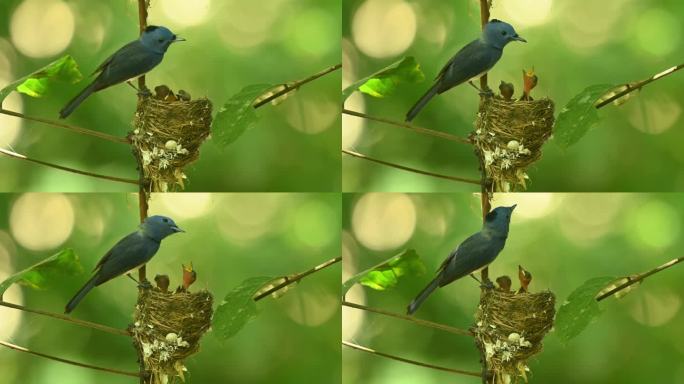 在泰国碧府的Kaeng Krachan国家公园，雌性黑枕蓝捕蝇鸟Hypothymis azurea和