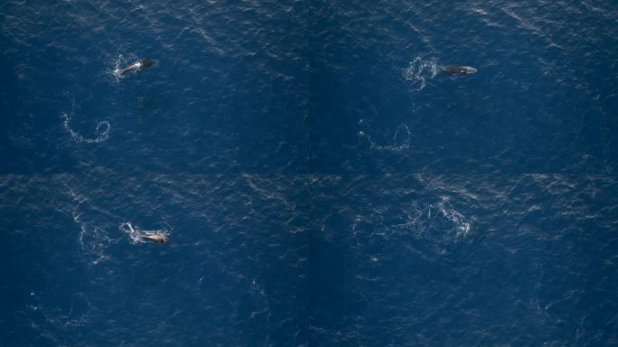留尼旺岛，无人机拍摄的潜水鲸鱼