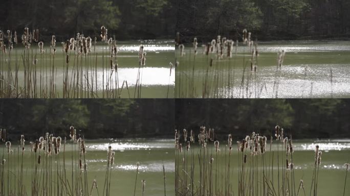 香蒲通过池塘随风吹散种子，电影般聚焦拉架
