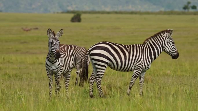一群斑马在茂密的非洲大草原上吃草，肯尼亚马赛马拉国家保护区的野生动物，马赛马拉北部保护区的非洲野生动