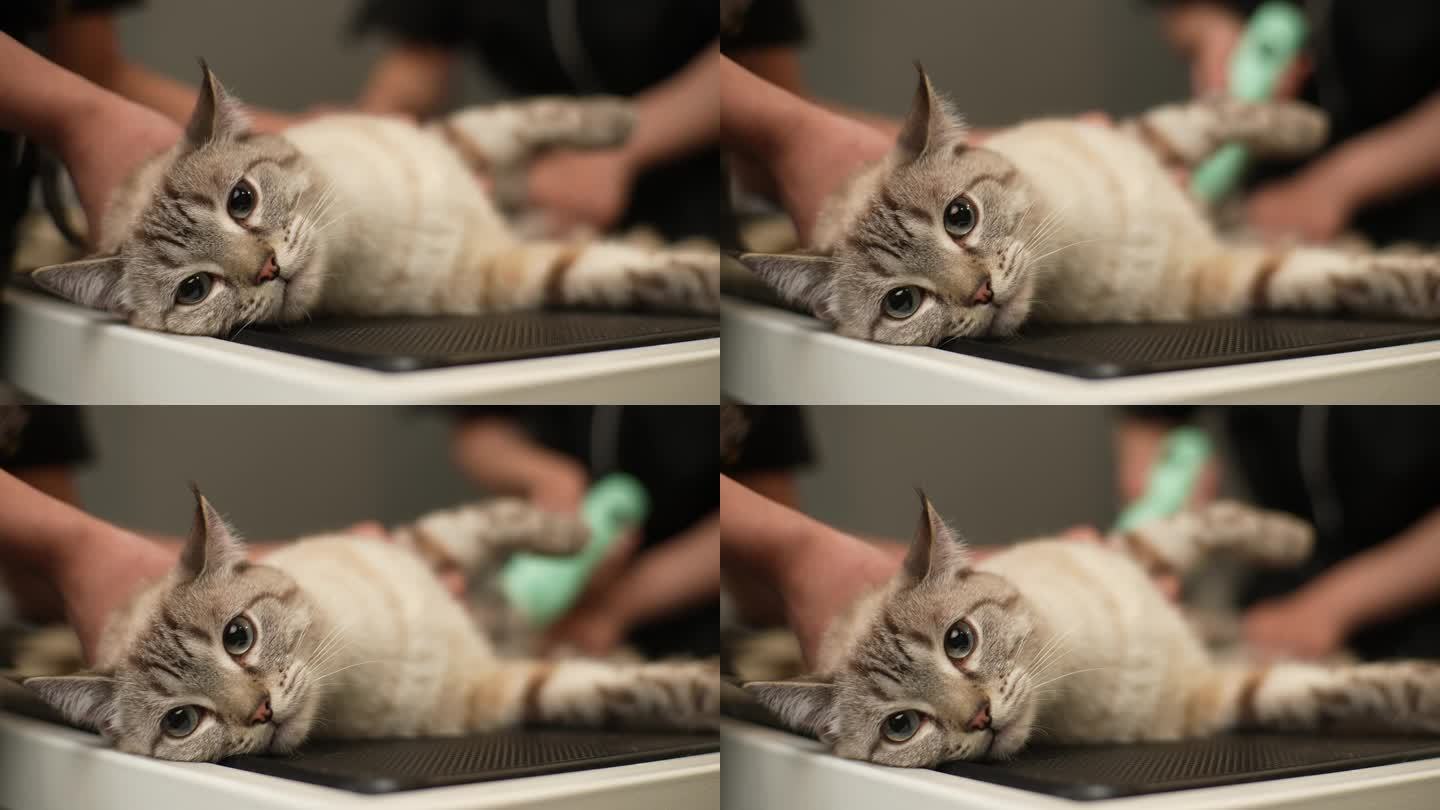 可爱的猫咪在宠物美容院梳妆的特写镜头，看着镜头。不可识别的美容大师的手修剪猫，照顾宠物