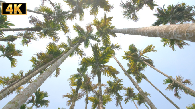 槟榔树阳光棕榈树林椰子树热带雨林仰拍航拍