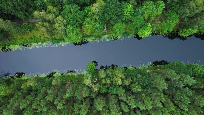 令人惊叹的鸟瞰图，茂密的常绿森林和河流。风景如画的河流流经波兰的荒野保护区。生态系统、自然、野生动物