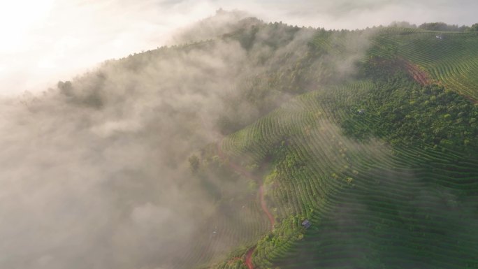 普洱茶山云海航拍