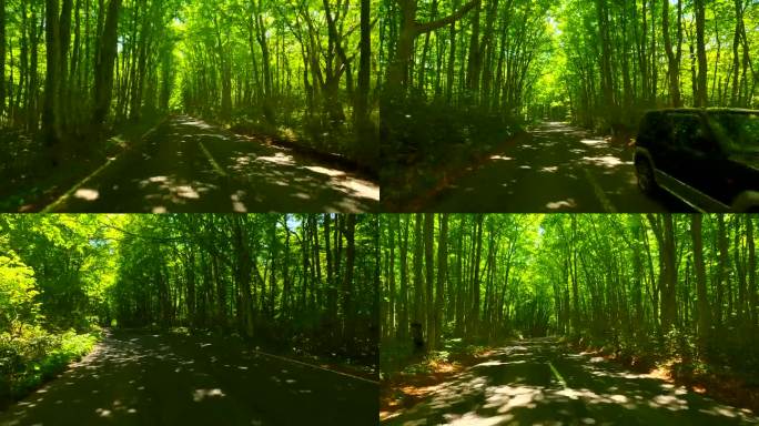 驾车穿过美丽的森林大道