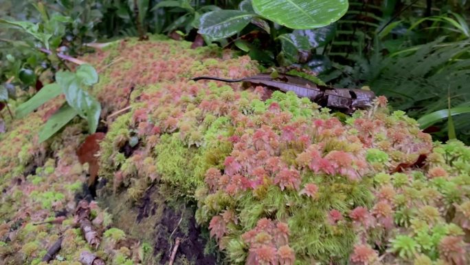 热带森林中布满苔藓的岩石。