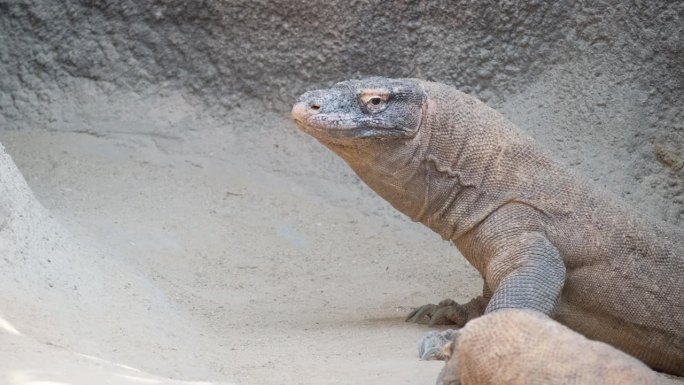 巨蜥科莫多龙坐着看着镜头，巨蜥的特写