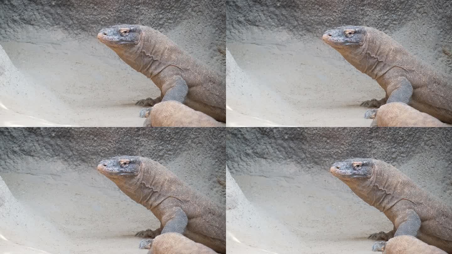 巨蜥科莫多龙坐着看着镜头，巨蜥的特写