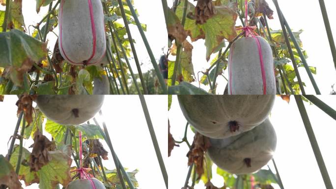 4K实拍羊城广州冬瓜种植基地成熟的白冬瓜