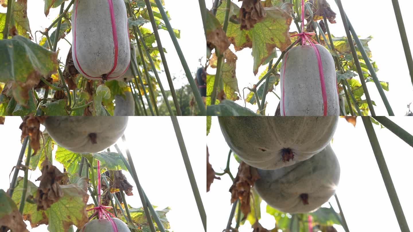 4K实拍羊城广州冬瓜种植基地成熟的白冬瓜
