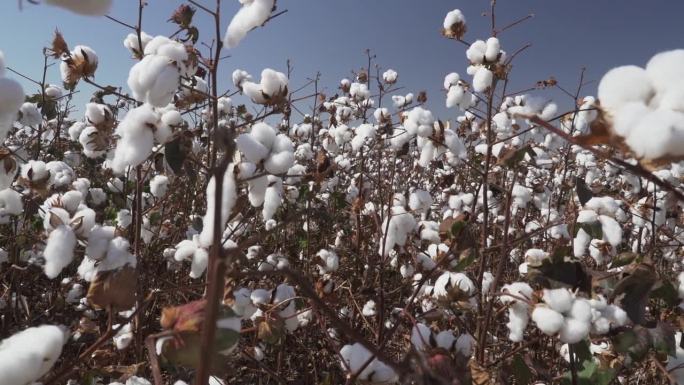 巴西马托格罗索州一个农场里的棉花植株和花蕾。这是一个晴朗的日子，天空湛蓝。