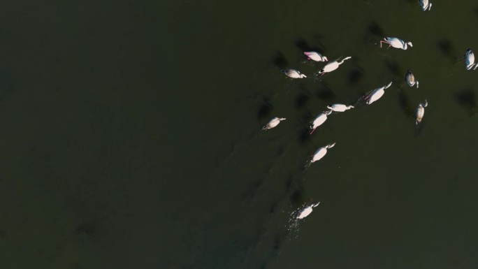 火烈鸟穿过浅水泻湖草原。粉红鸟自然纪录片。火烈鸟群空中飞行的无人机慢动作。