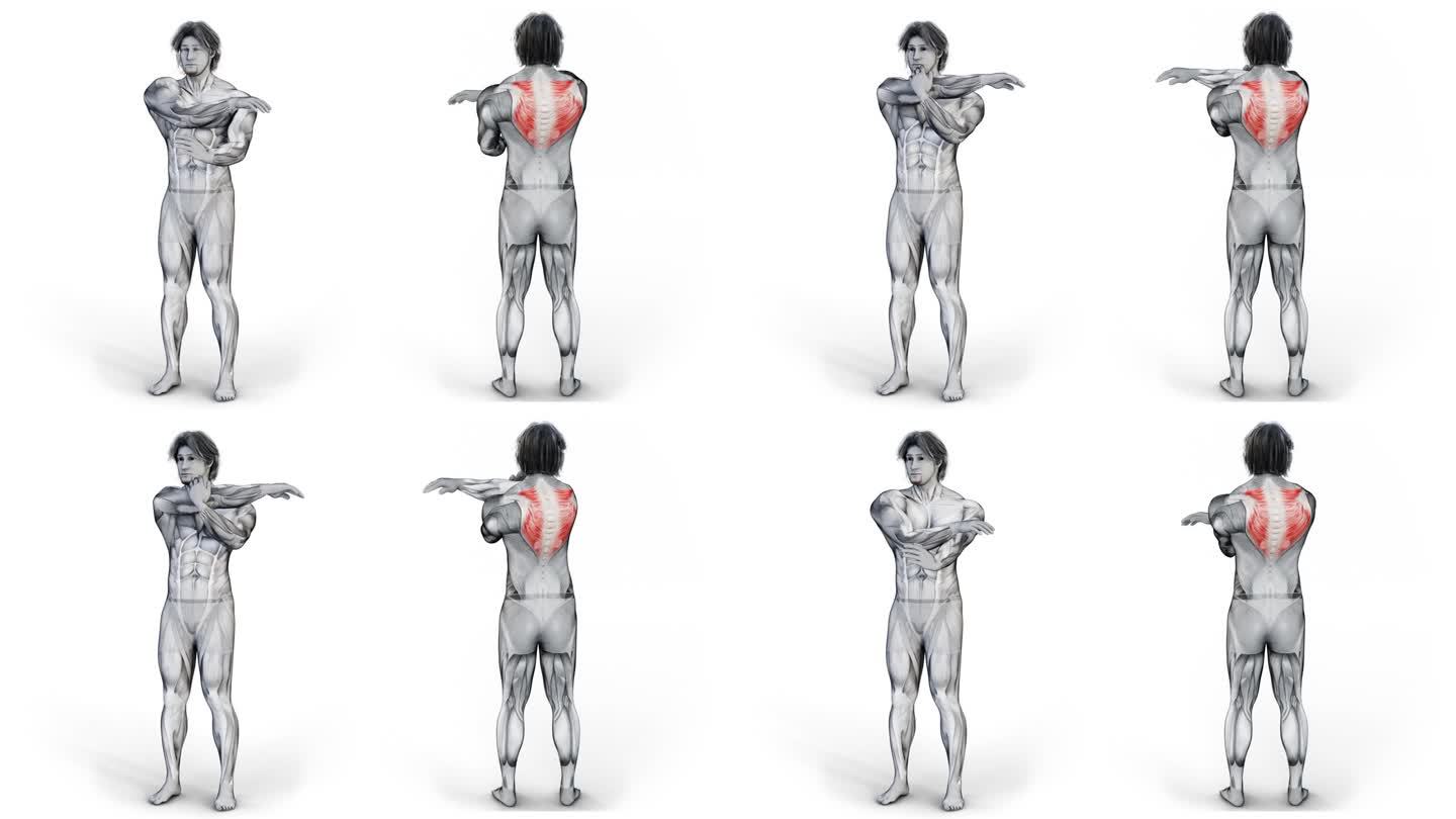 在孤立的白色背景上做背部运动的肌肉人物的三维插图