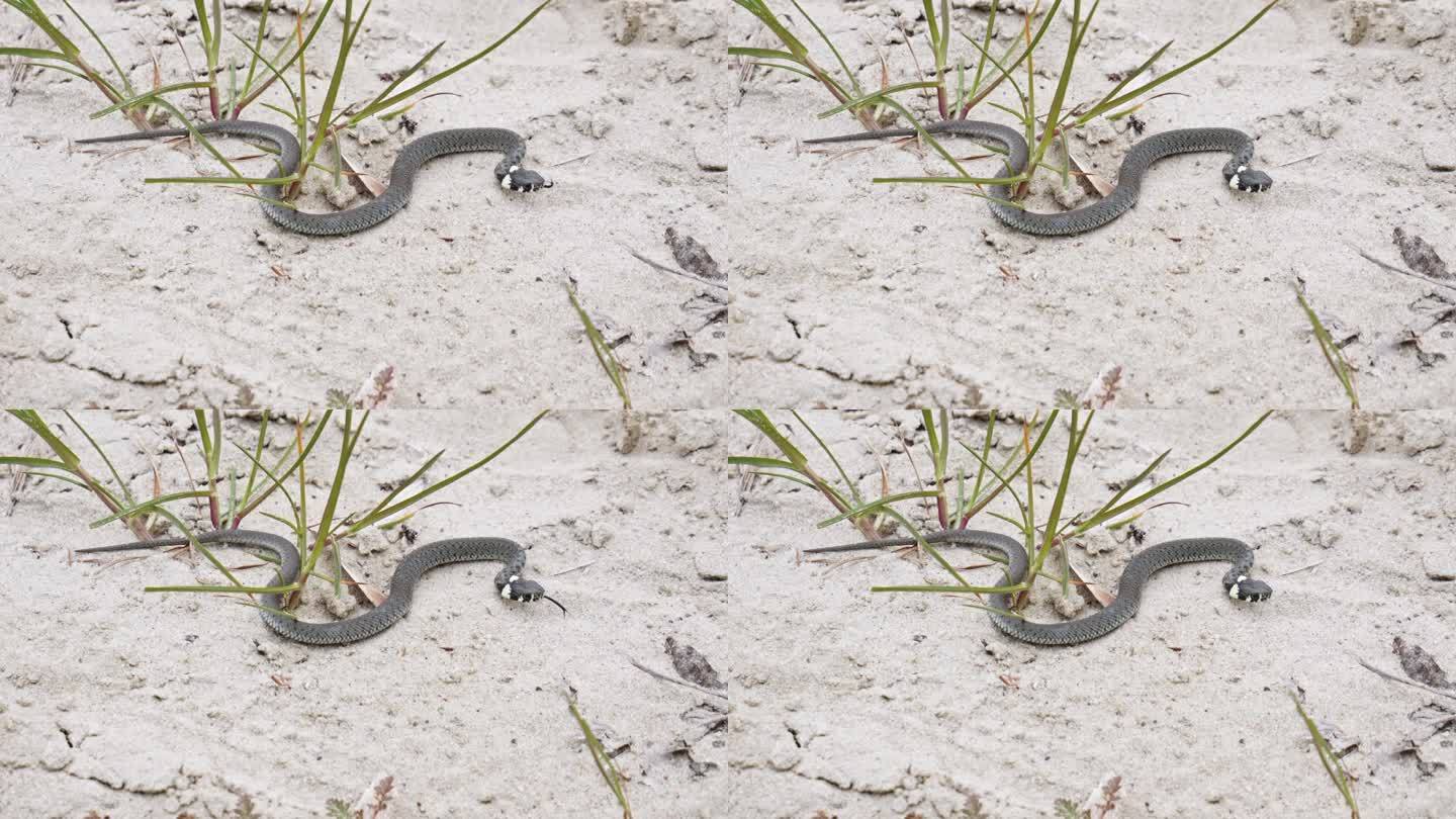 一条草蛇在沙地上休息——特写




一条草蛇在沙地上休息。