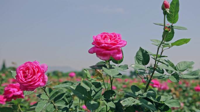 玫瑰花种植基地