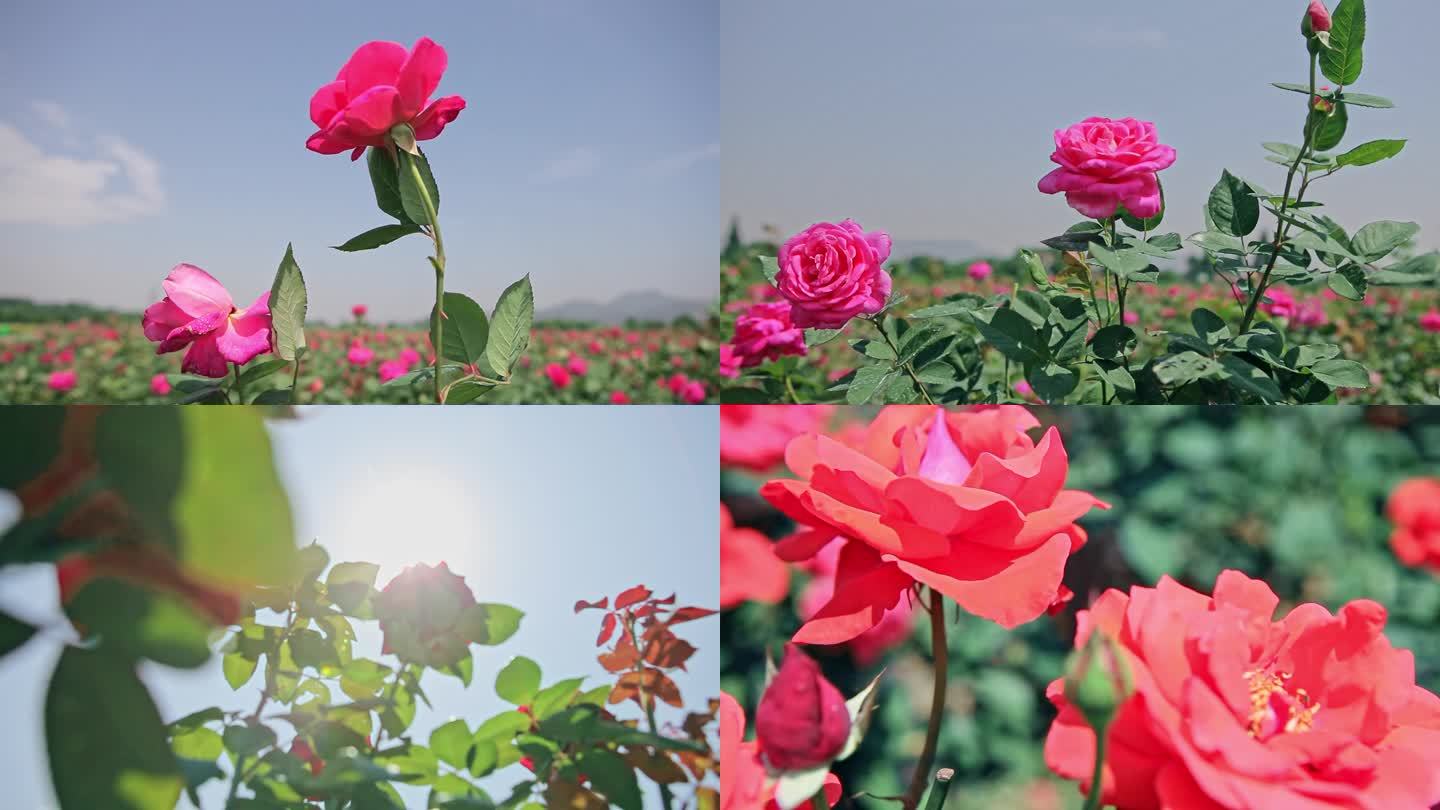 玫瑰花种植基地