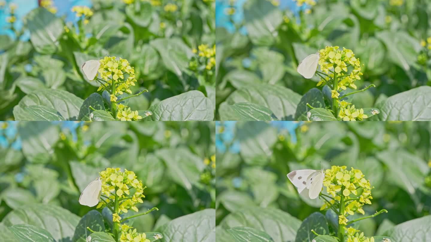 4K实拍，羊城广州阳光下菜地里菜花蝴蝶。