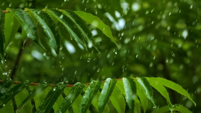 下雨时从绿叶蕨类植物上滴下的慢动作雨滴。平静放松冥想和平的背景。降雨丛林，鲜叶蕨类用水滴保护生态环境