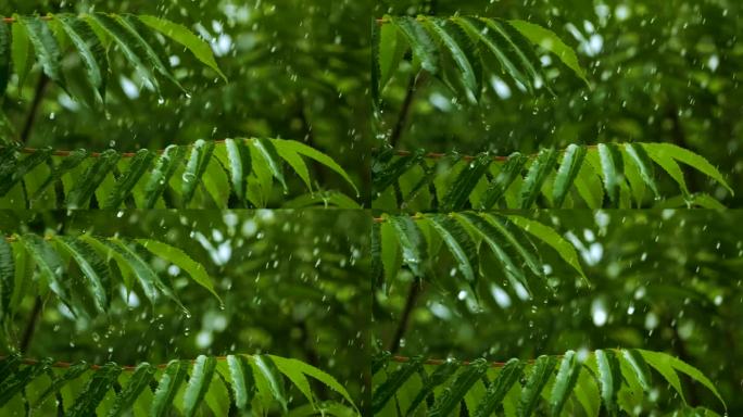 下雨时从绿叶蕨类植物上滴下的慢动作雨滴。平静放松冥想和平的背景。降雨丛林，鲜叶蕨类用水滴保护生态环境