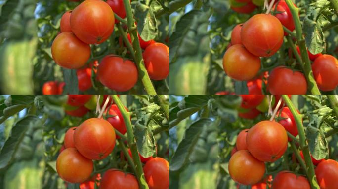 4K升格，实拍羊城广州农科院番茄种植基地