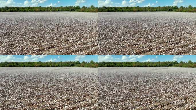 阿拉巴马州蒙哥马利附近的空中缓慢推进棉花田