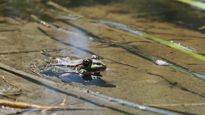 青蛙的肖像坐在岸边的沼泽，近距离