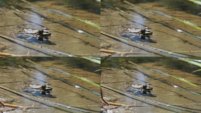 青蛙的肖像坐在岸边的沼泽，近距离