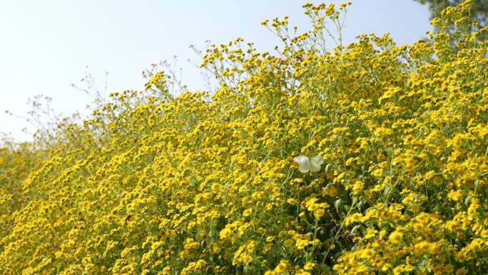 4K实拍。广州黄色菊花种植基地上蜜蜂采蜜