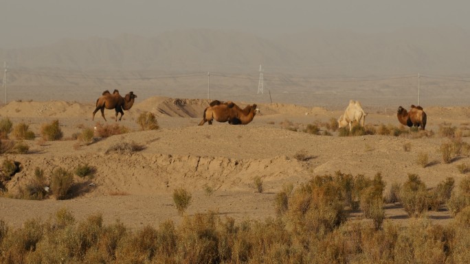 敦煌瓜州戈壁滩沙漠无人区自然保护区野骆驼