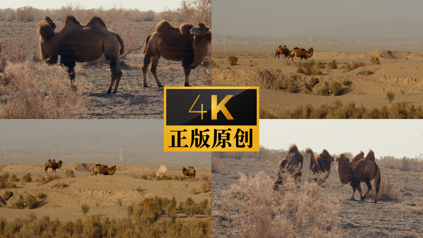 敦煌瓜州戈壁滩沙漠无人区自然保护区野骆驼