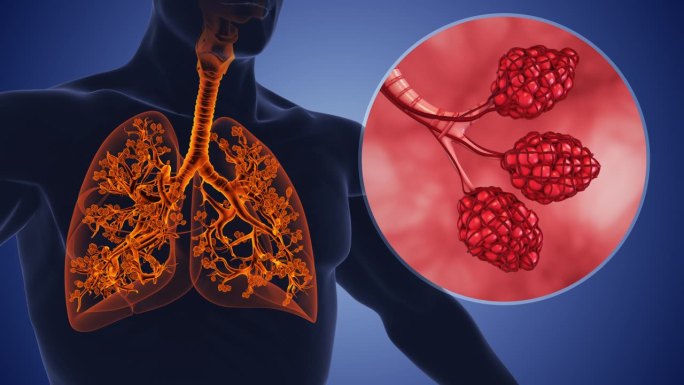 人体呼吸系统中的肺泡和支气管树