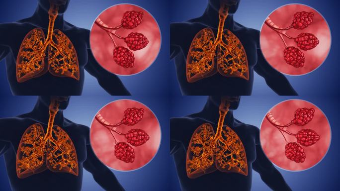 人体呼吸系统中的肺泡和支气管树