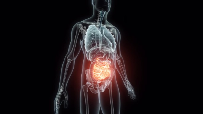 人体小肠的三维渲染医学动画。小肠的x射线